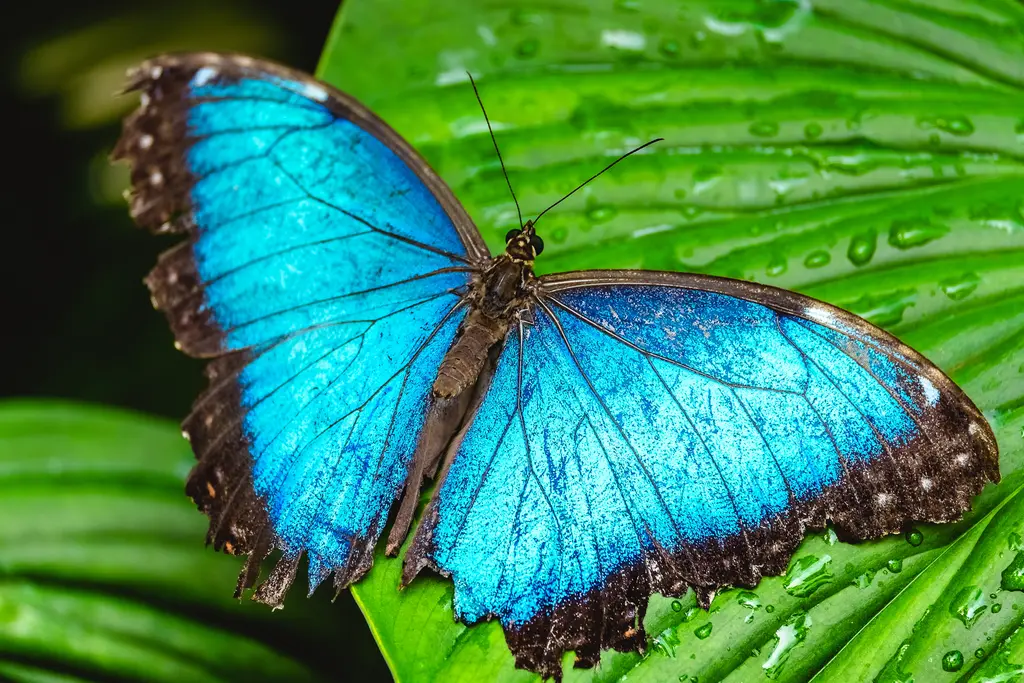 Blue Butterfly – 7000 piece jigsaw puzzle on JigsawFusion