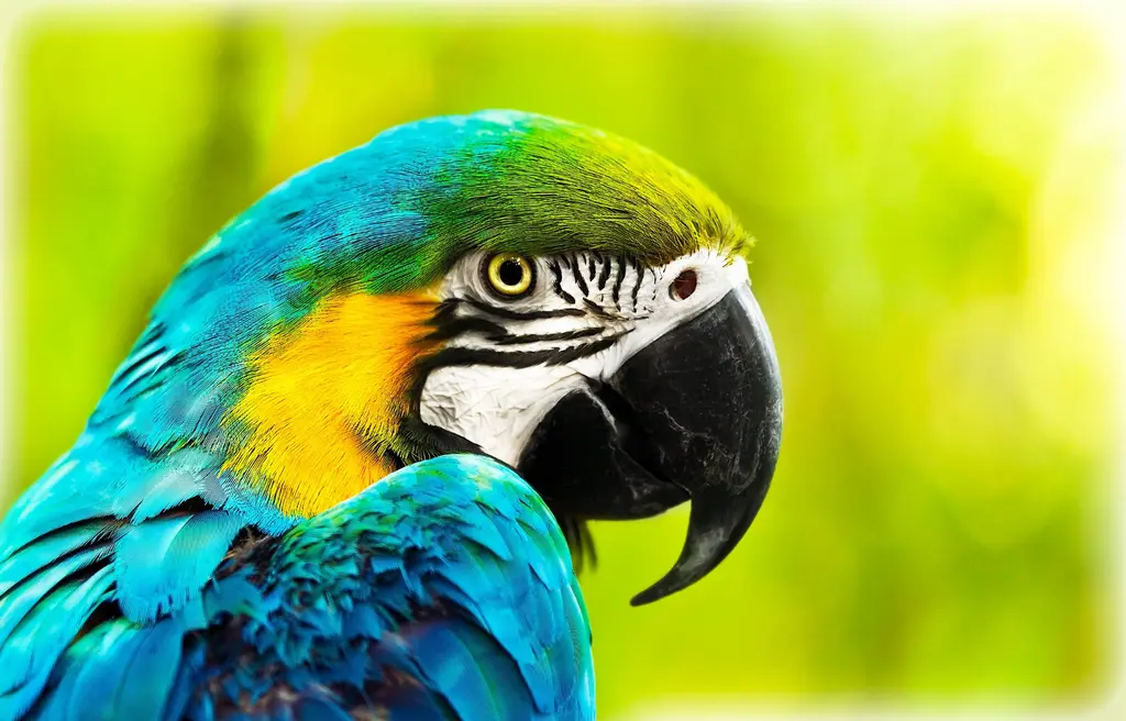 Vivid Macaw Close-Up – 6000 piece jigsaw puzzle on JigsawFusion
