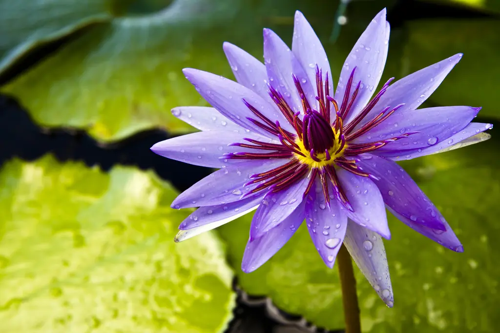 Purple Lily Close-Up – 7000 piece jigsaw puzzle on JigsawFusion