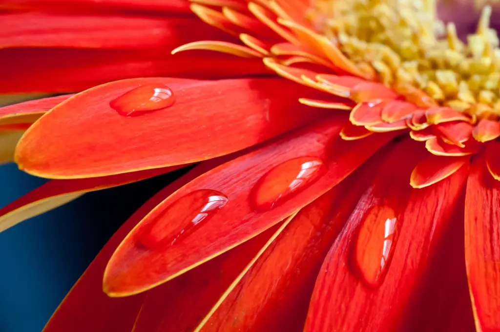 Scarlet Petals & Dewdrops – 4000 piece jigsaw puzzle on JigsawFusion