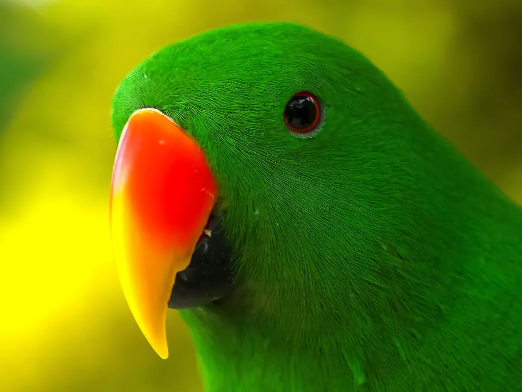Vivid Green Eclectus Bird – 4500 piece jigsaw puzzle on JigsawFusion