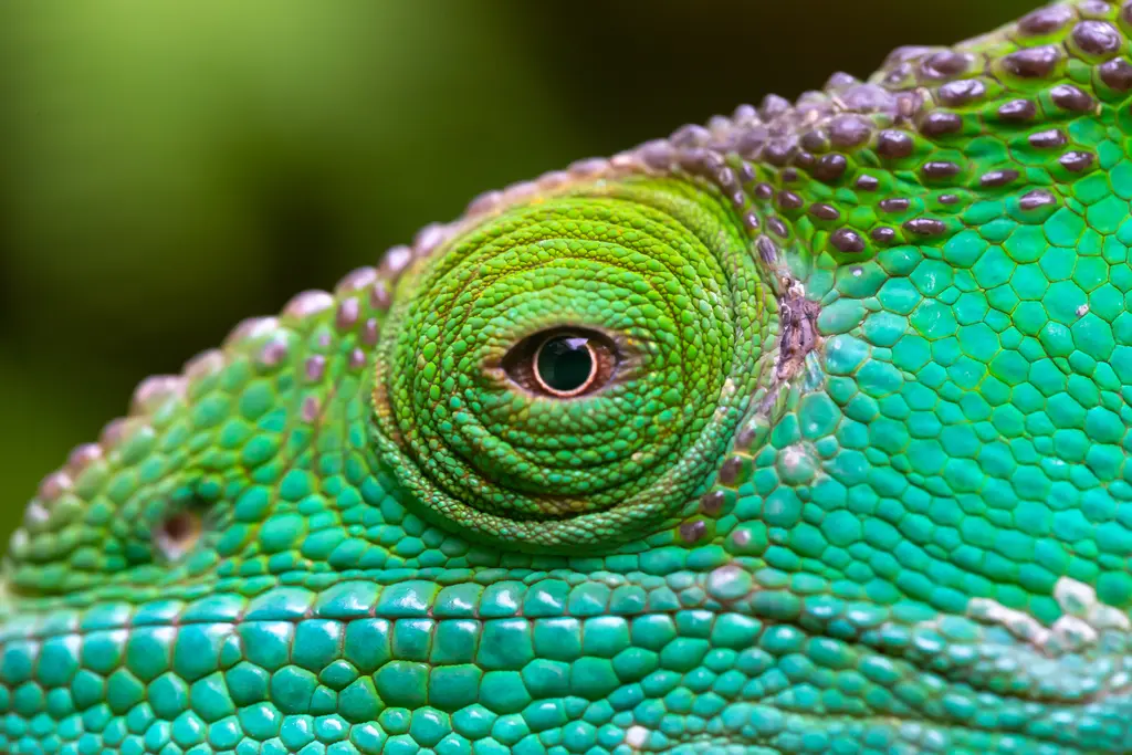 Eye of the Chameleon – 3000 piece jigsaw puzzle on JigsawFusion