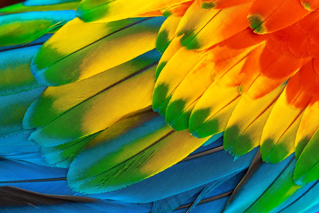 Feathers of Fiesta – 4500 piece jigsaw puzzle on JigsawFusion