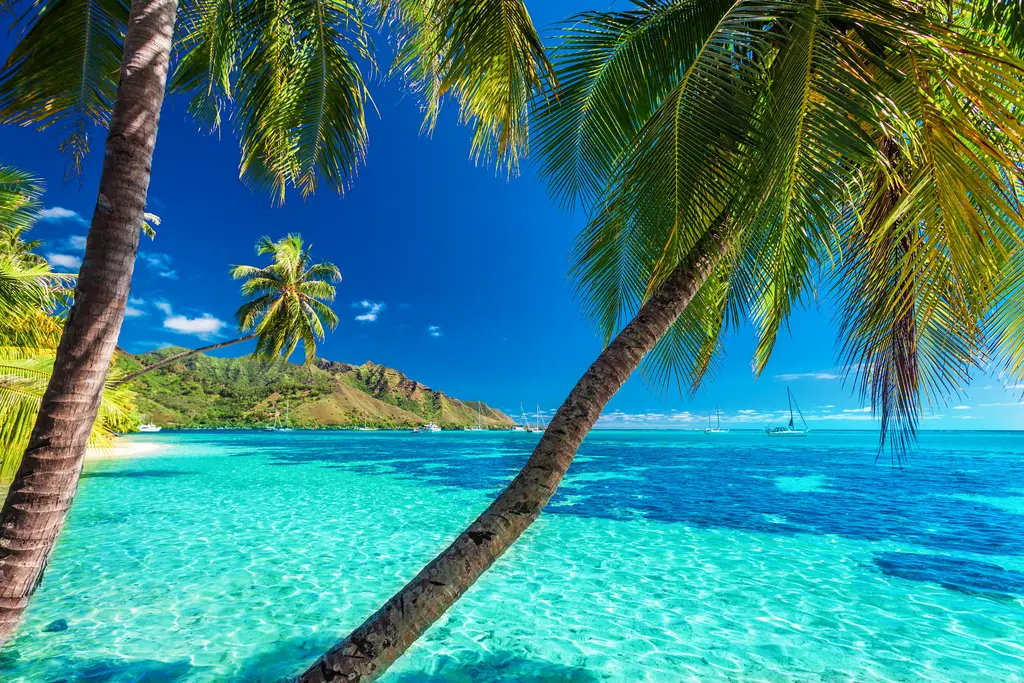 Moorea Turquoise Palms – 6500 piece jigsaw puzzle on JigsawFusion