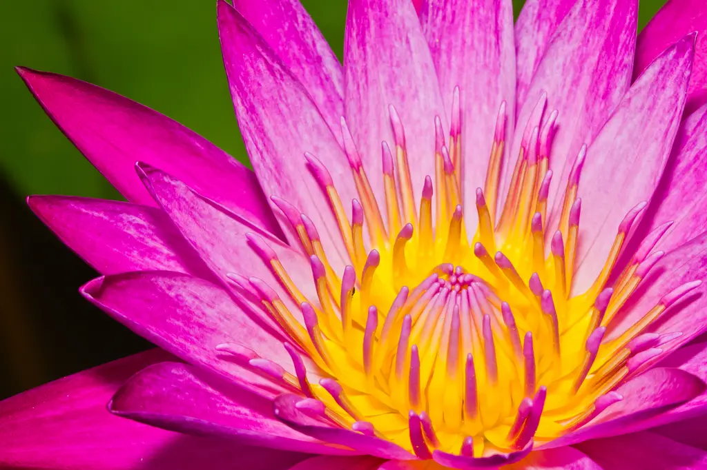 Radiant Lotus – 7000 piece jigsaw puzzle on JigsawFusion